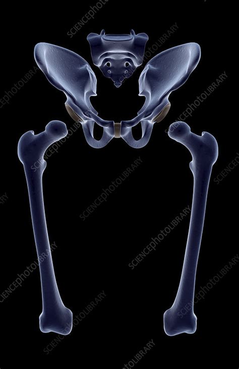 The Bones Of The Lower Limb Stock Image F0015844 Science Photo