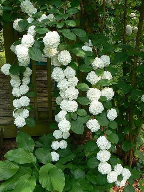 If they lack both enough. White Hydrangea Best Climbing Plant For Shade : The Best ...