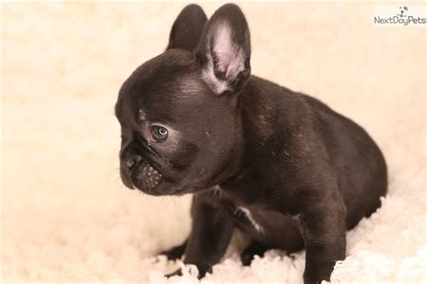 Did you know that if you are not seeing what you are looking for, we can help get it. Chanel: French Bulldog puppy for sale near Springfield ...