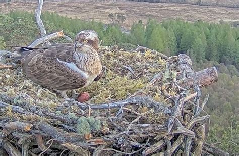 First Osprey Chick Hatches At Wildlife Reserve As Fans Watch On