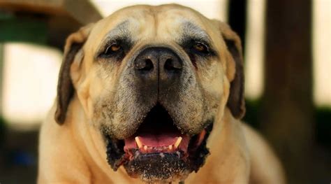 Get instant access to the best pet food manufacturers in south africa. Best Dog Foods for Boerboels: Puppies, Adults & Seniors