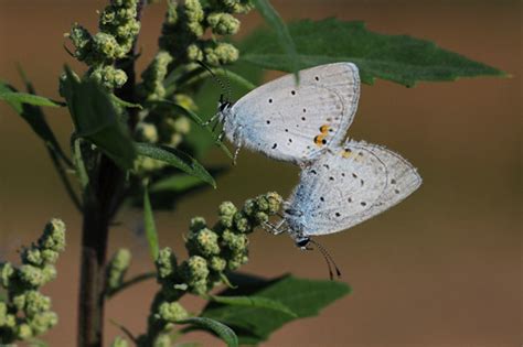 1 für adressen und telefonnummern Kurzschwänziger Bläuling (Cupido argiades) - www.natur-in ...