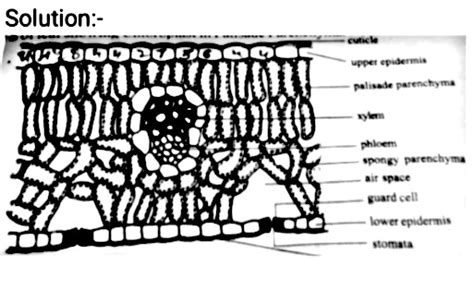 Draw A Neat Labeled Diagram Of Phloem Class Biology Cbse Porn Sex Picture