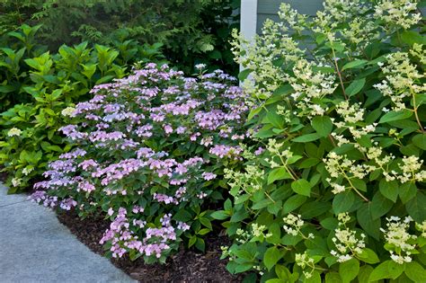* not a valid zip code growing zone zip code find my growing zone view usda growing zone map. Top Ten Shrubs for Containers and Small Gardens | Proven ...