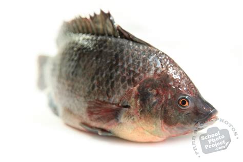 Fresh Water Fish Free Stock Photo Image Picture Tilapia Royalty