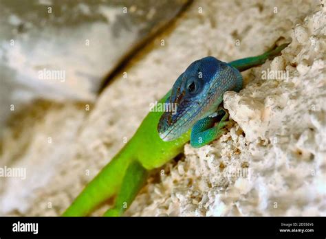 Blue Headed Anole Anolis Allisoni Hi Res Stock Photography And Images