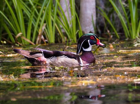 Wood Duck Dining On The Silver River Apparently This Wood Flickr