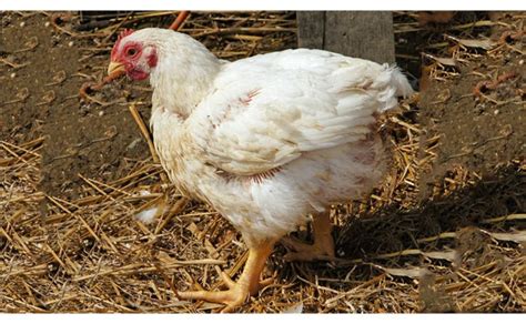 Matured Broiler Chicken For Sale In Lagos Agriculture Nigeria