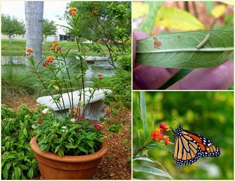 Dual chamber wind indicator holds plenty of powder and milkweed for your wind checking needs. Attracting Butterflies | How to Make a Butterfly Garden ...