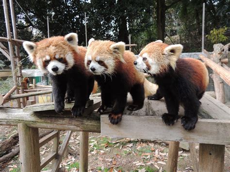 動(どう)物(ぶつ)園(えん) • (dōbutsuen) (historical kana どうぶつゑん). 池田動物園｜おしはく情報館 ｜ おしごとはくぶつかん