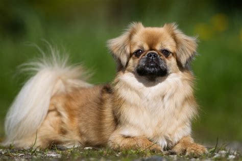 17 Calm Dog Breeds With Easygoing Personalities With Pictures