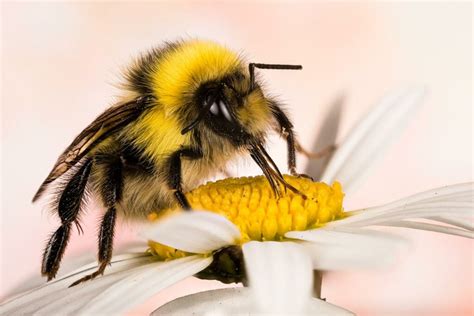 Bumblebee Honey Do Bumblebees Make Honey Plantura