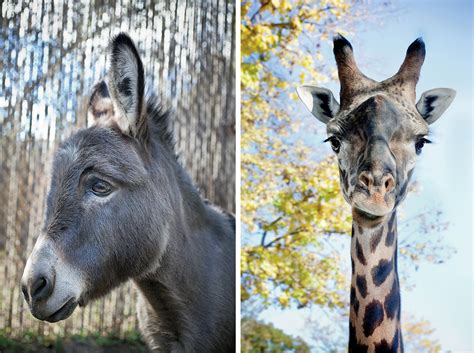 Pax on both houses: Zoo Animals and Their Discontents