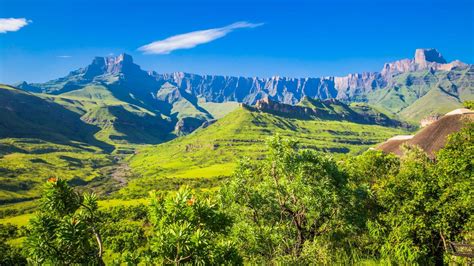 The Flowers Of South Africas Drakensberg Mountains Naturetrek