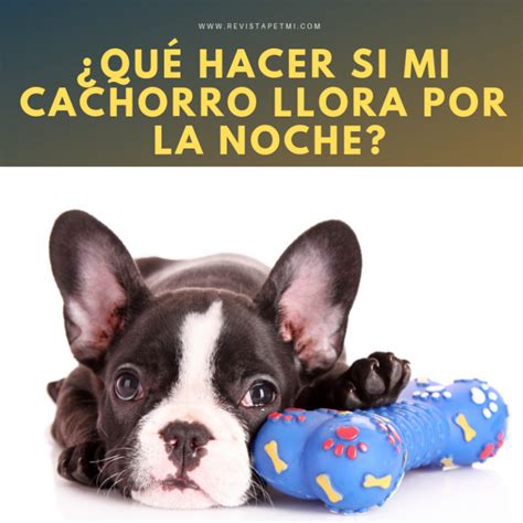 ¿qué Hacer Si Mi Cachorro Llora Por La Noche Revista Petmi Para