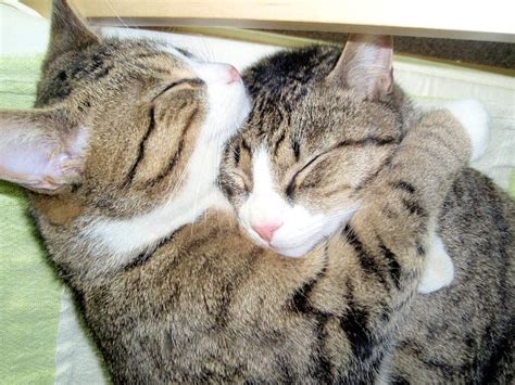Cats Hugging Daily Picks And Flicks