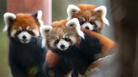 Red Panda Twins Ready To Debut At Seattles Woodland Park Zoo
