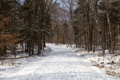 Free Picture Snowy Road Winter Time Forest Path Road Trees Hiking