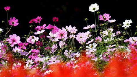 Flower Nature Plant Beautiful Colorful Flowers Wallpapers Hd