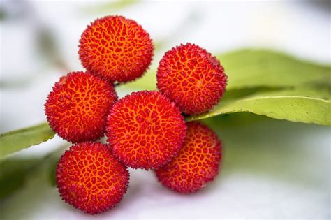 Macro Photography Of Red Lychee Fruits Hd Wallpaper Wallpaper Flare