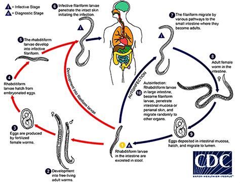 Strongyloides Parasite Symptoms Diagnosis And Strongyloides Treatment