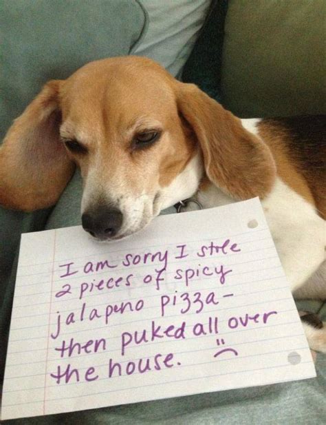 The Best Of Dog Shaming 19 Pics