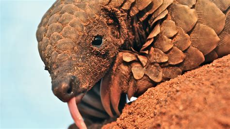 The Worlds Most Wanted Animal 5 Pangolin Facts To Know And Share