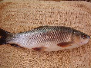 Common Carp Fresh Fish Fresh Rohu Fish Manufacturer Karnataka Build