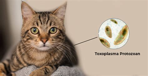 What Is Toxoplasmosis And How Does It Affect Your Cats
