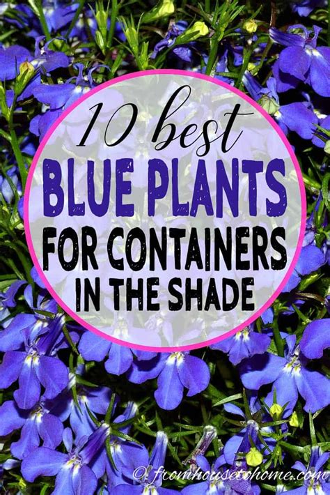 Shade Container Plants 10 Of The Best Blue Annuals For