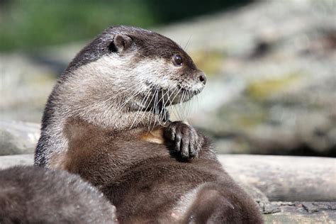 They're extremely agile hunters due to their speed, mainly feeding on crustaceans and molluscs. Asian Small Clawed Otter - 0017 Photograph by S and S Photo