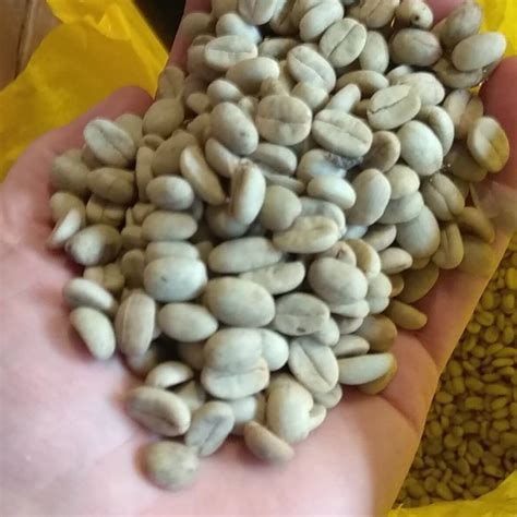 Coffee Arabica Seeds Year Round Available Coffee Plant Is A Nice