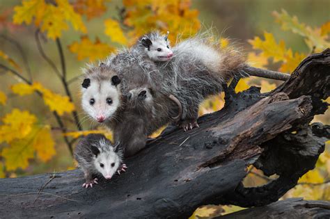 What Kind Of Animal Is A Possum Facts Origin And Importance In