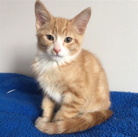 Home how it works downloads help. This is Cedar, she gives lots of affection and would love ...