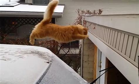 Funny Cat Jump Fail 2015 Funny Stories On The Net