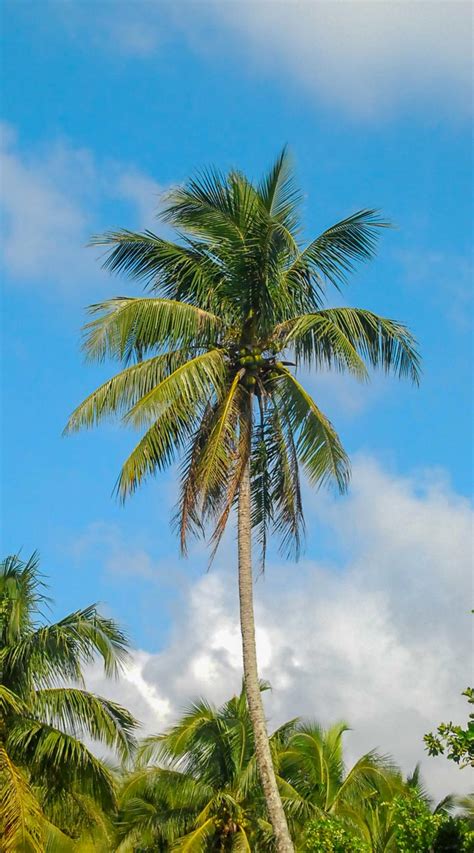 Cocos Nucifera Acacia Llc
