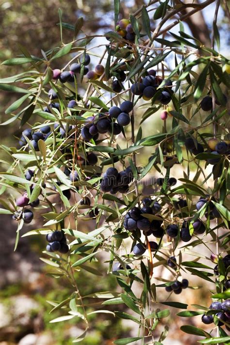 Black Olive Fruit Growing At Wild Olive Tree Stock Photo Image Of
