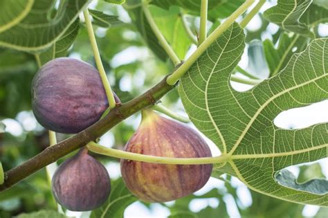 In soil with low fertility it'll be worth your time to mix in some organic compost to the native soil. How To Grow A Fig Tree | Hunker