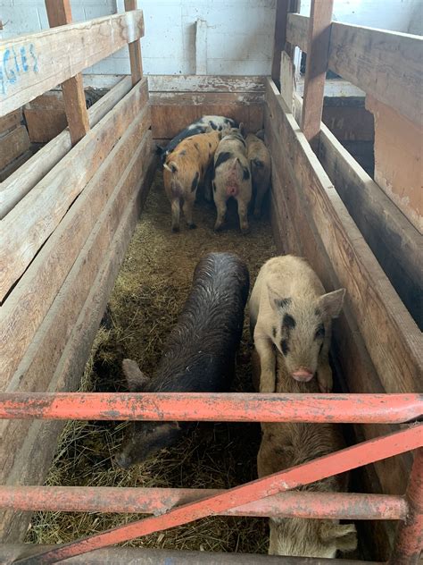 Stockland Livestock Auction - Home