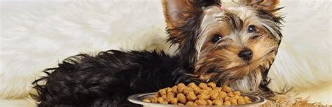 5 Best Dog Food For Yorkies Review And Guide 2018