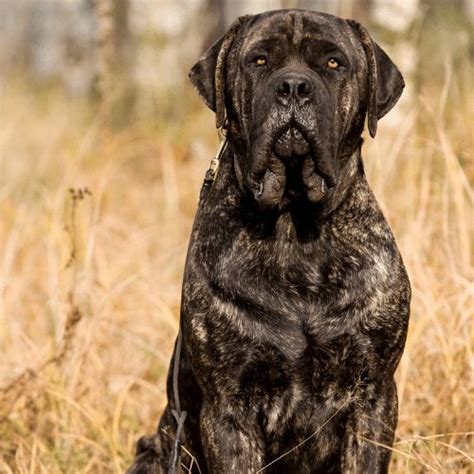 Mastiff Colors And Patterns From Common To Extremely Rare