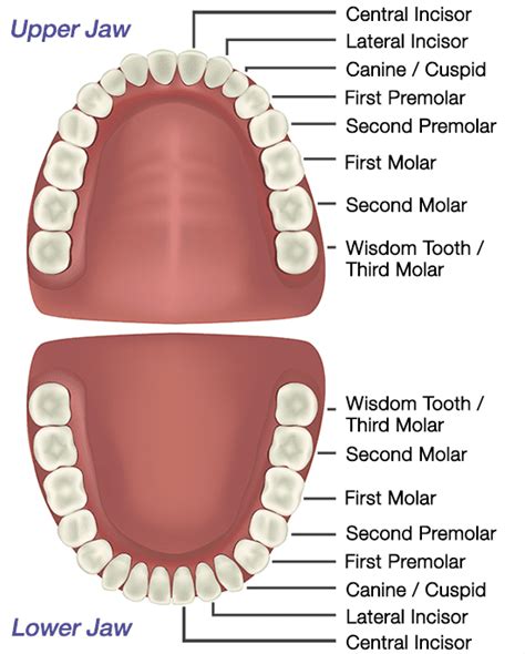 Anatomy Of Teeth Diagram