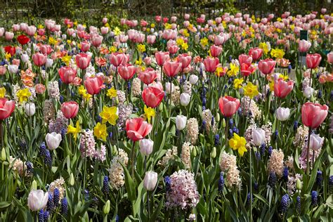 Flowers to plant now for spring. Want gorgeous spring flowers? Plant fall bulbs now ...