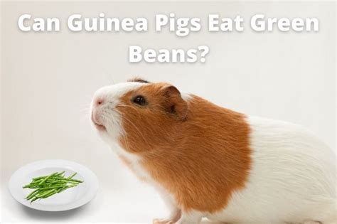 Can Guinea Pigs Eat Green Beans Atractivopets