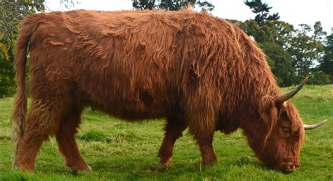 Tour Scotland Photographs Tour Scotland Photograph Video Highland Cow