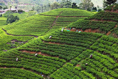 Sri Lanka Tea Plantation Mountains — Sri Lanka And Maldives Tailor