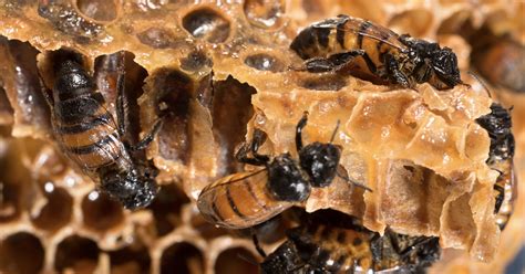 How Bees Make Honey Step By Step Process Kids Facts