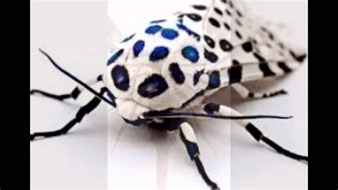Aaa quality termite & pest control is looking into the future and already uses ipm practices in all areas of pest control management. Pest Control Allen TX | Prestige Pest Services - YouTube