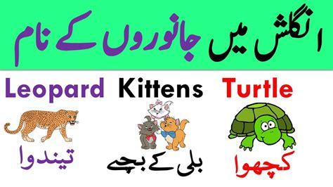 Pet Animals Meaning In Urdu Anna Blog
