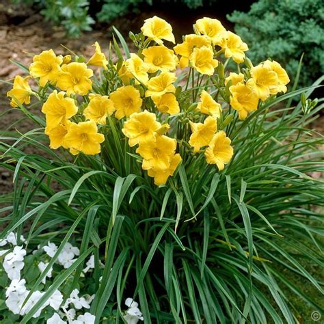 Wählen sie aus einer großen auswahl von balkonblumen, stauden, heckenpflanzen, obstbäumen, obstgehölze und obstpflanzen, ziergehölze, rosen, blumenzwiebeln, zimmerpflanzen, kräutern & gemüse, bodendecker, gartenbedarf (z.b. Hemerocallis Taglilie Stella dOro 9 cm - 1 pflanze günstig ...
